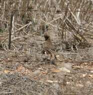 Image of Large-billed Lark