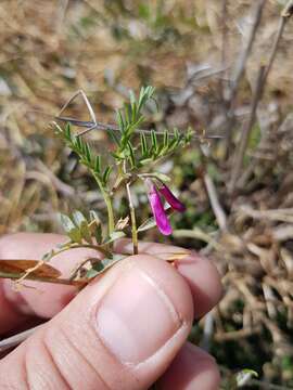 Imagem de Vicia monantha Retz.