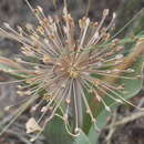 Image of Allium protensum Wendelbo