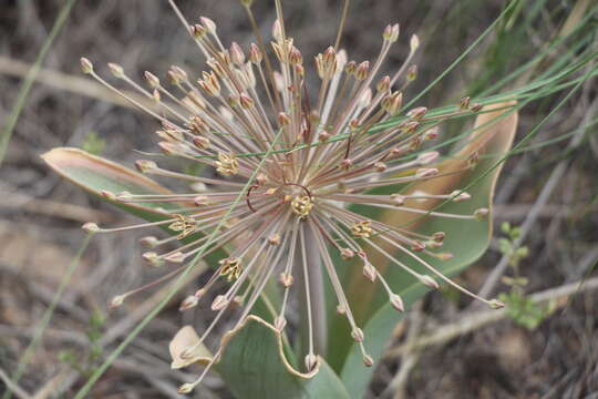 Image of Allium protensum Wendelbo