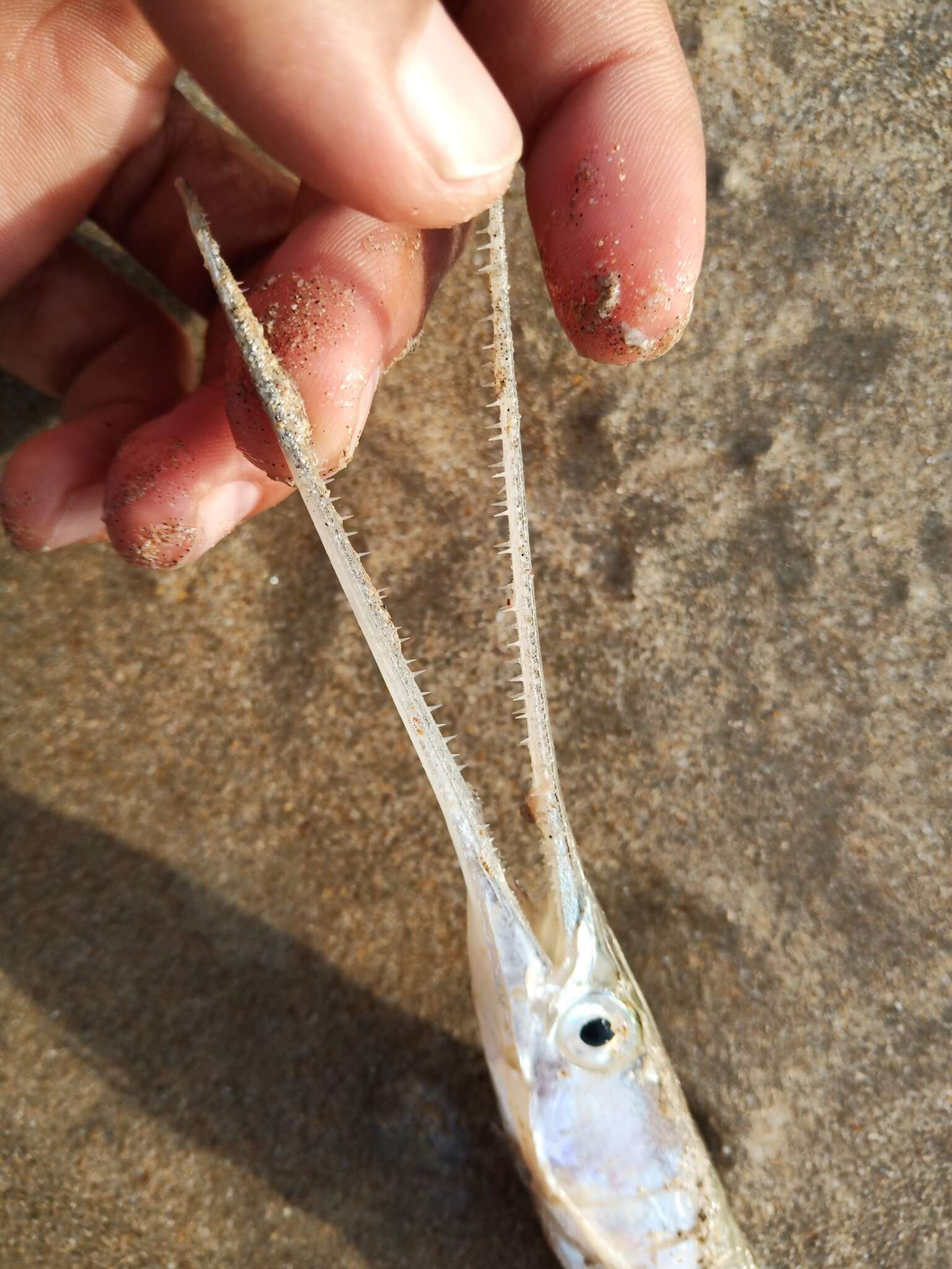 Image of Banded needlefish