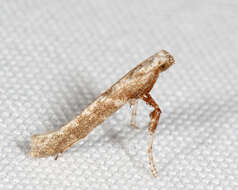 Image of Caloptilia paradoxum (Frey & Boll 1873)