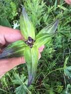 صورة Gentiana macrophylla Pall.