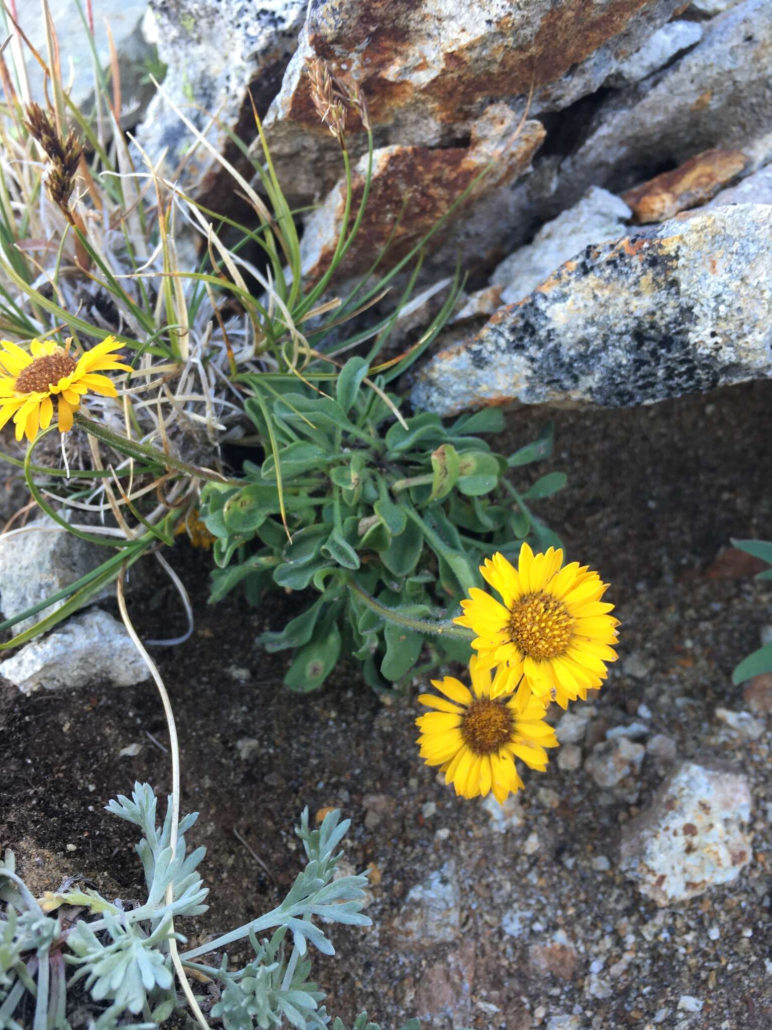 Image of alpine yellow fleabane