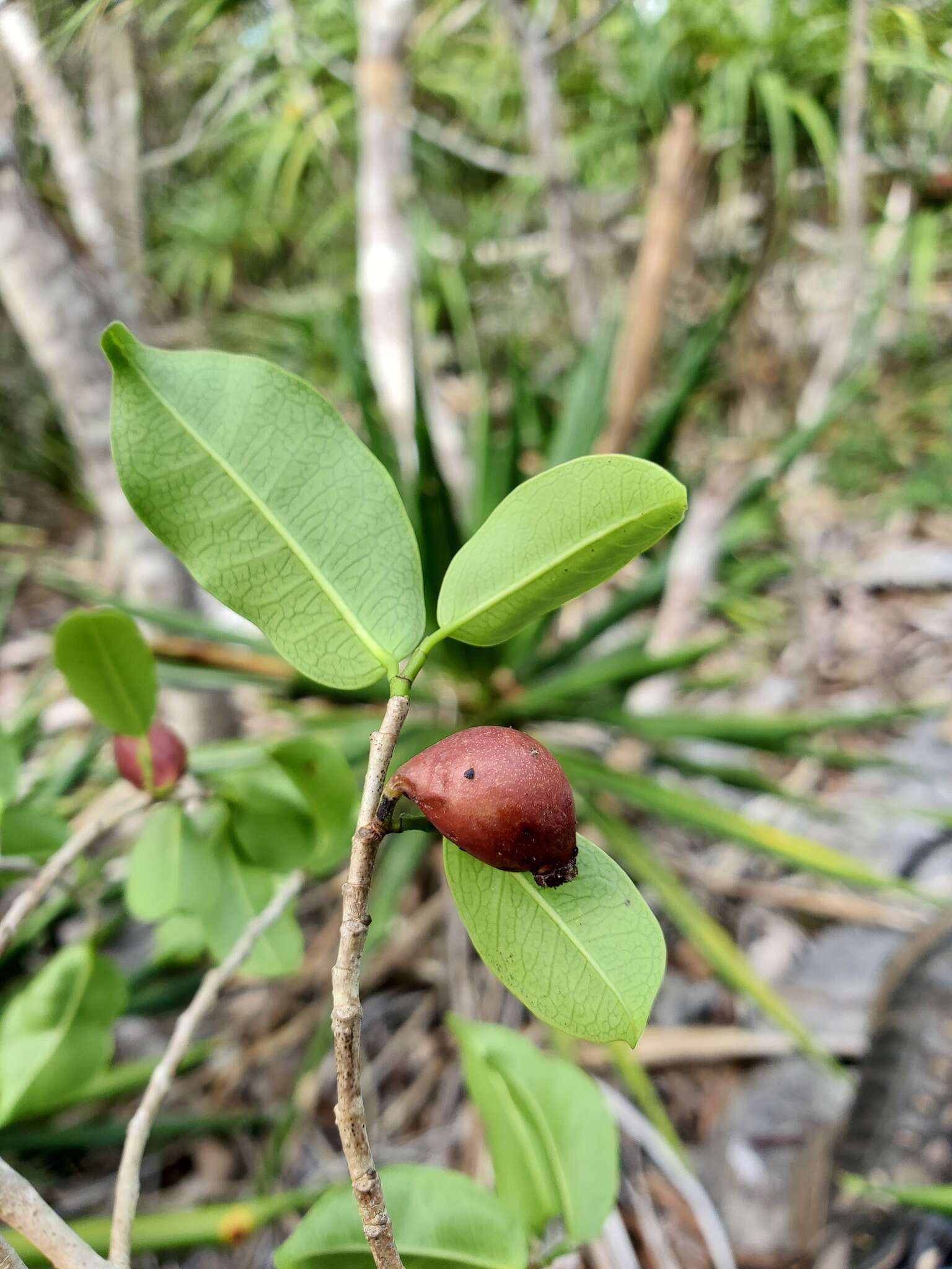 Plancia ëd Trilepisium