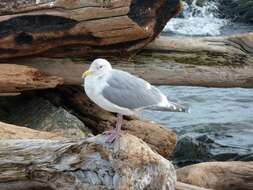 Image of Glaucous-winged Gull