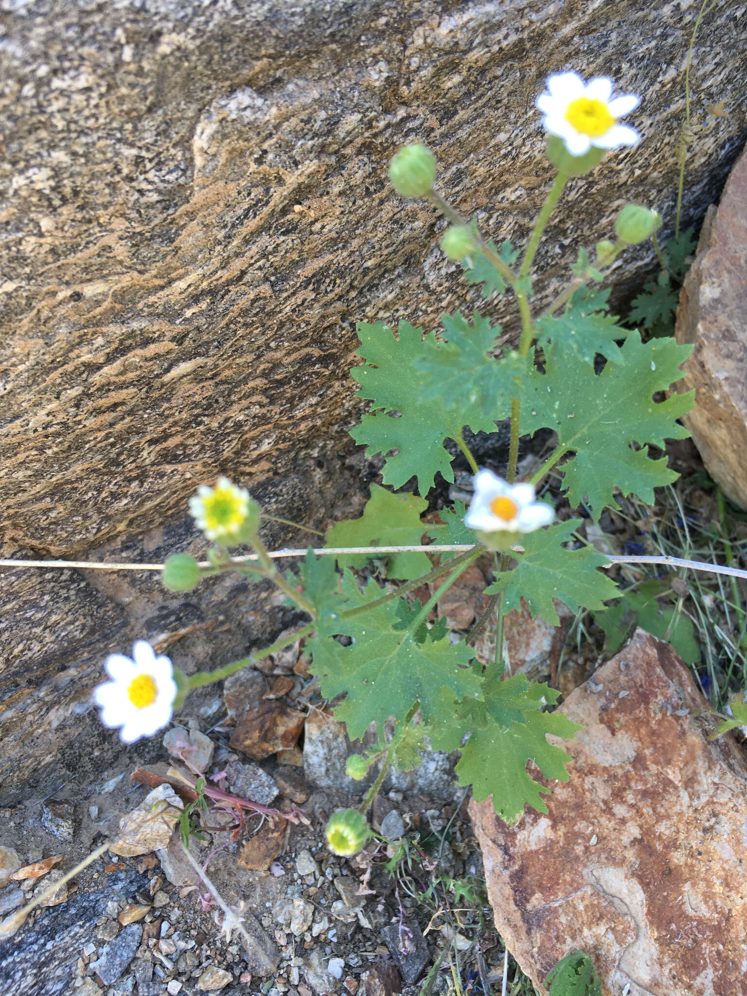 Image of Emory's rockdaisy