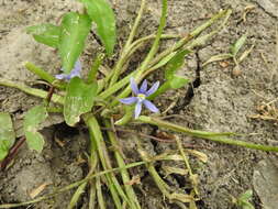 Heteranthera limosa (Sw.) Willd. resmi