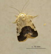 Image of Acontia discoidea Hopffer 1862