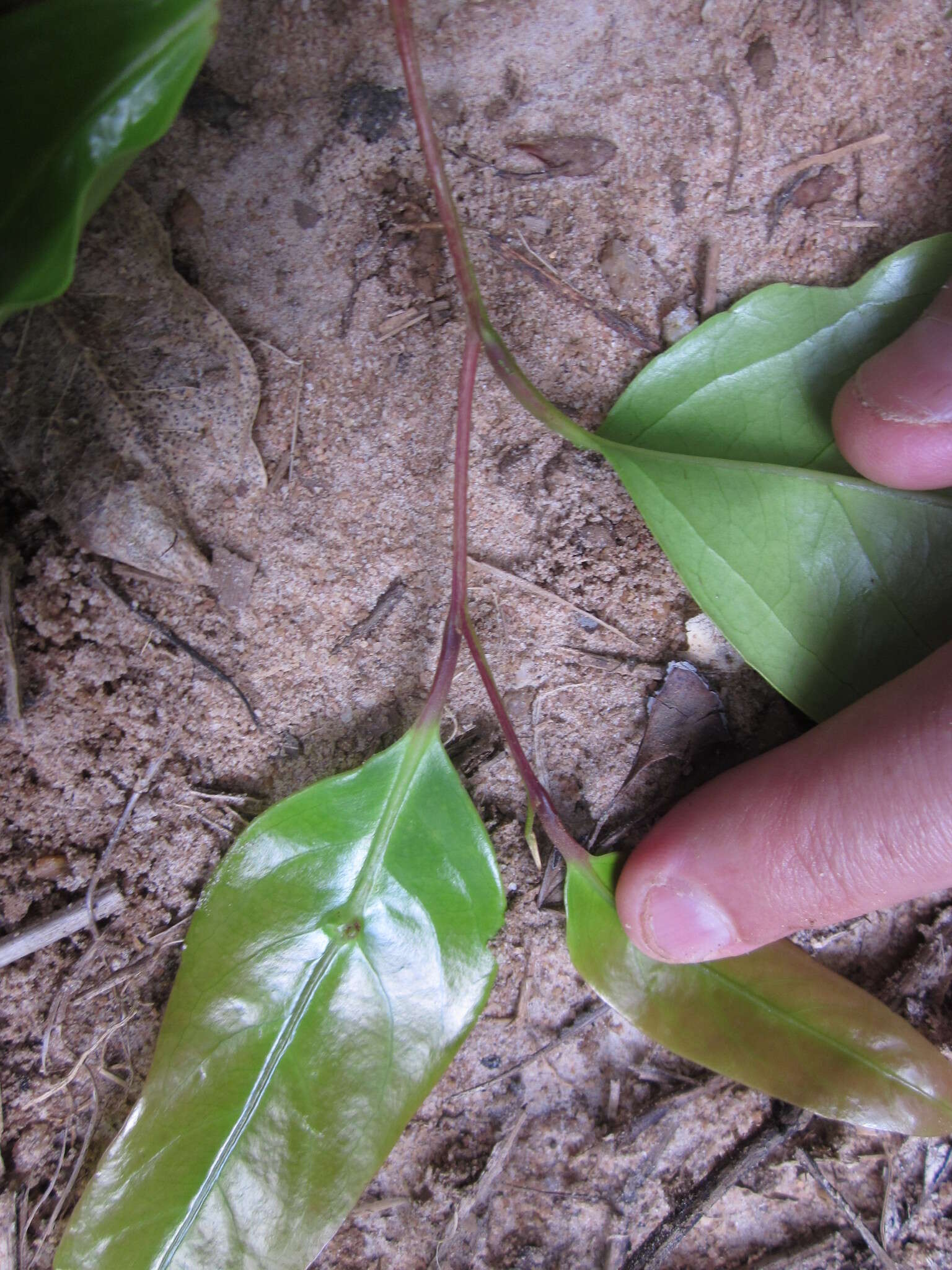 Image of Cryptocarya oblata F. M. Bailey