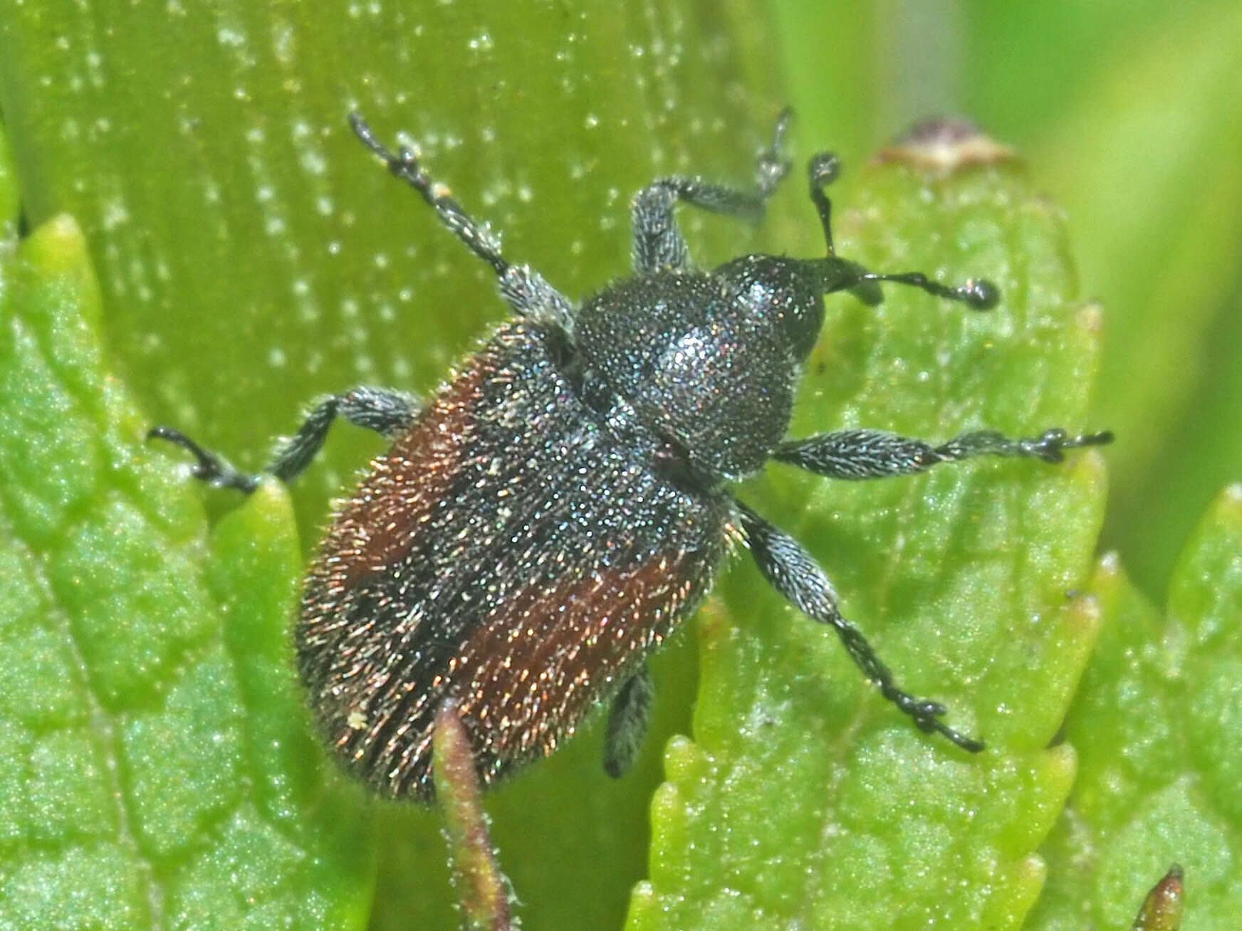 Rhinusa bipustulata (Rossi & P. 1792) resmi