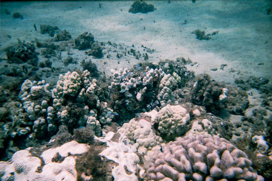 Image de Pocillopora meandrina Dana 1846