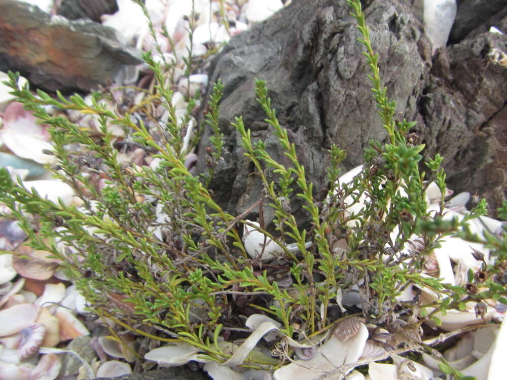 Image of Samolus repens var. strictus Cockayne