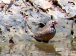 Image of Ortygospiza atricollis digressa Clancey 1958