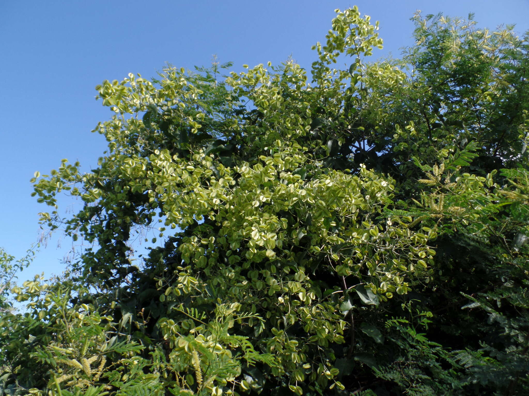 Imagem de Combretum leprosum Mart.