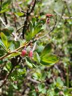 Plancia ëd Vaccinium uliginosum subsp. occidentale (A. Gray) Hulten