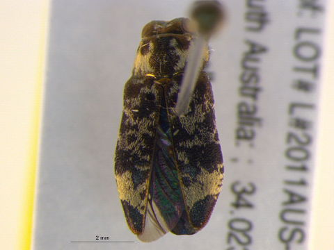 Image of <i>Hypocisseis sulcata</i>