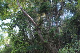 Image of Poeppig's Woolly Monkey