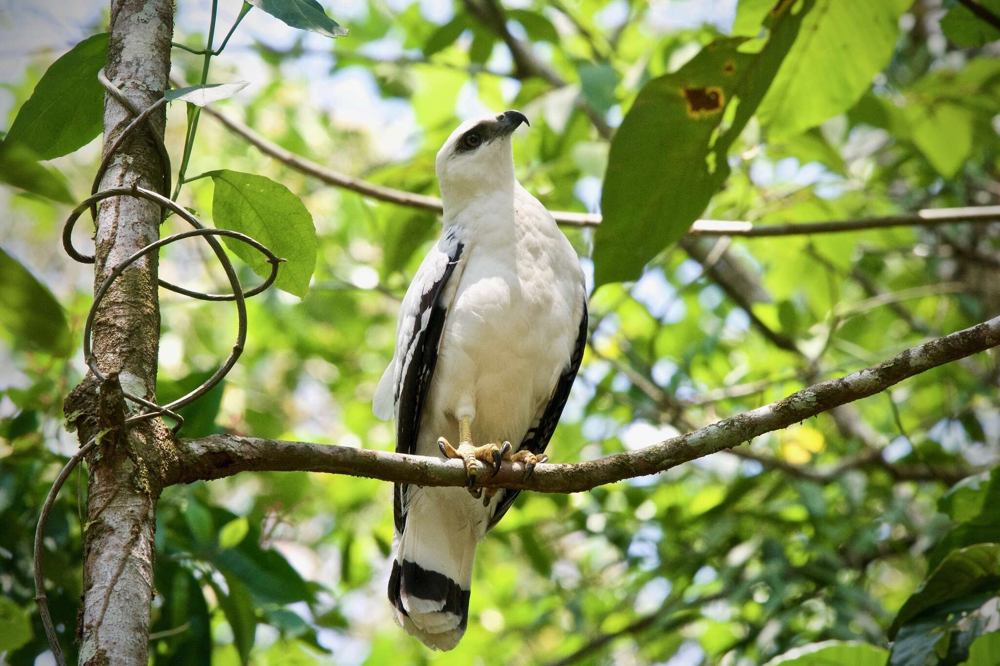 Sivun Pseudastur albicollis costaricensis (Sclater & WL 1919) kuva