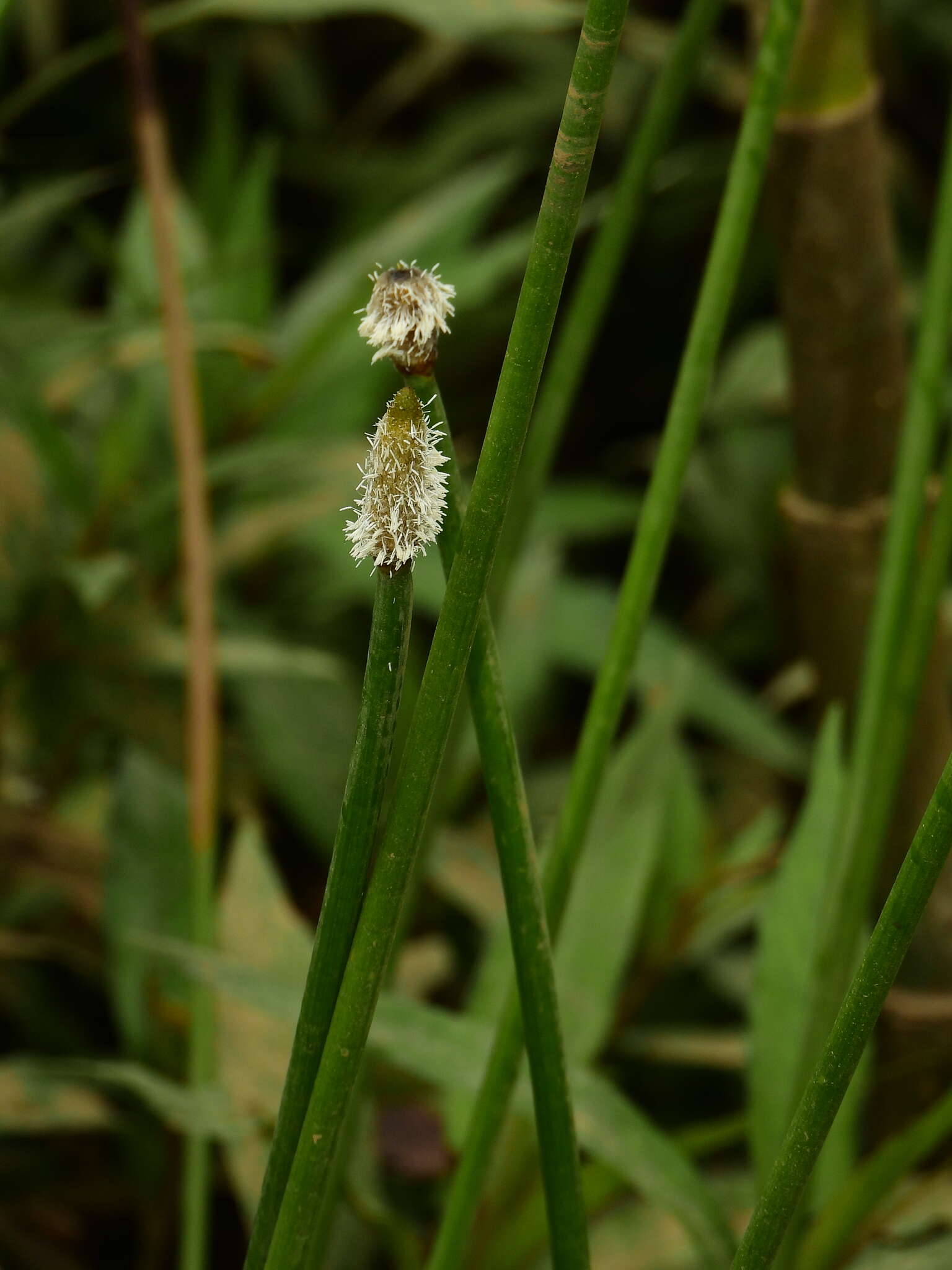 Image of Elegant Spike-Rush