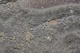Image of Hoary cobblestone lichen;   Cracked lichen