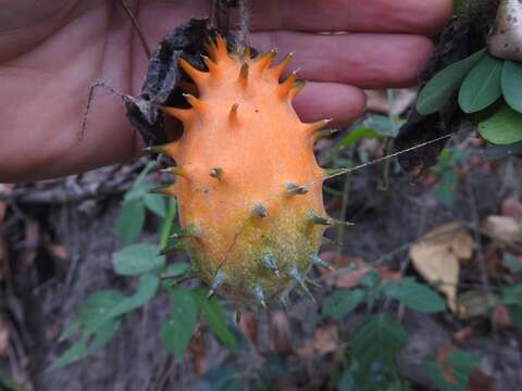 Image of African horned cucumber