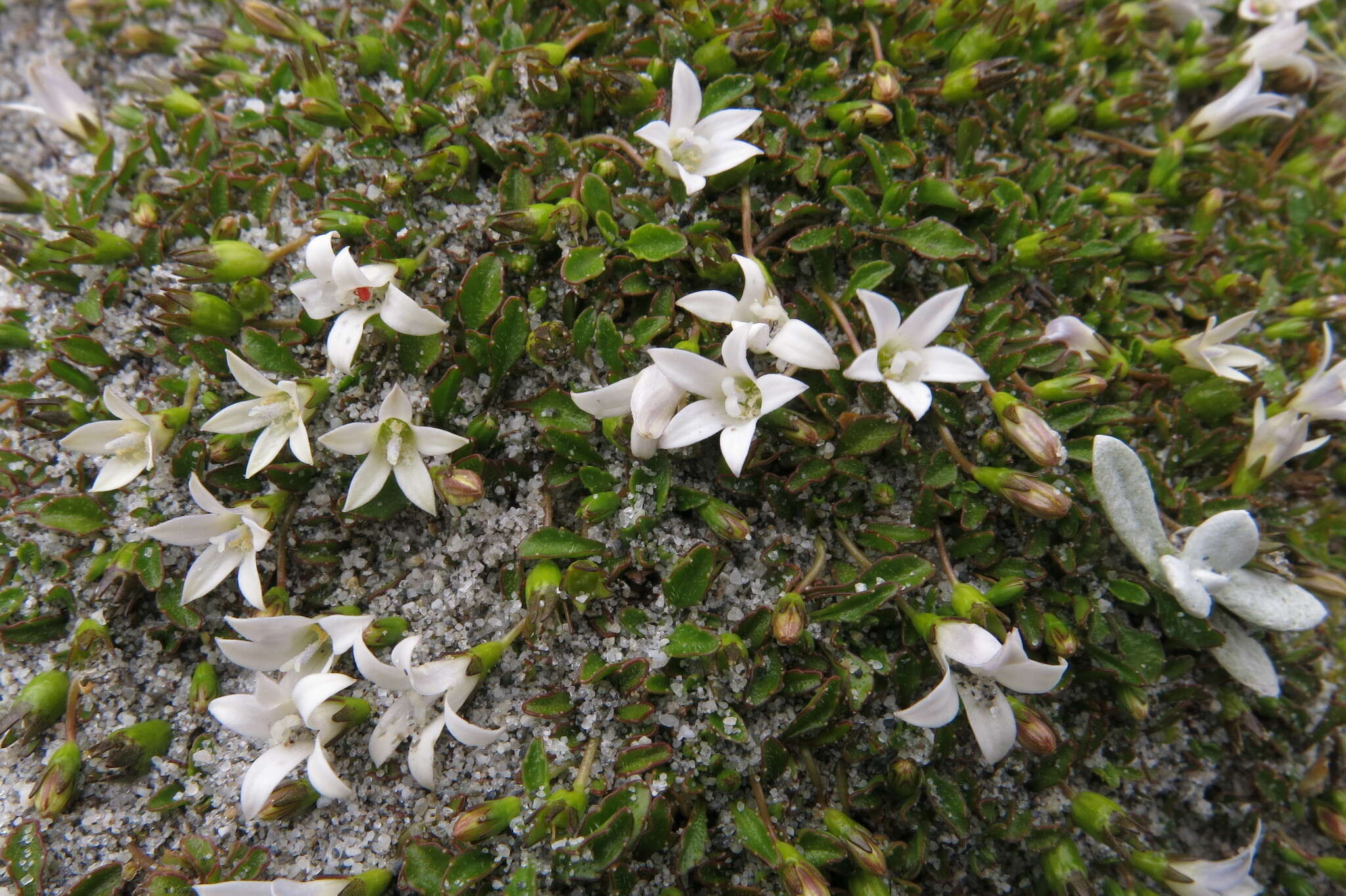 Image of Wahlenbergia congesta (Cheeseman) N. E. Br.