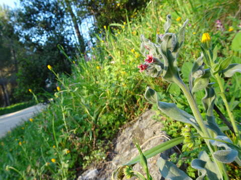 Plancia ëd Boraginaceae