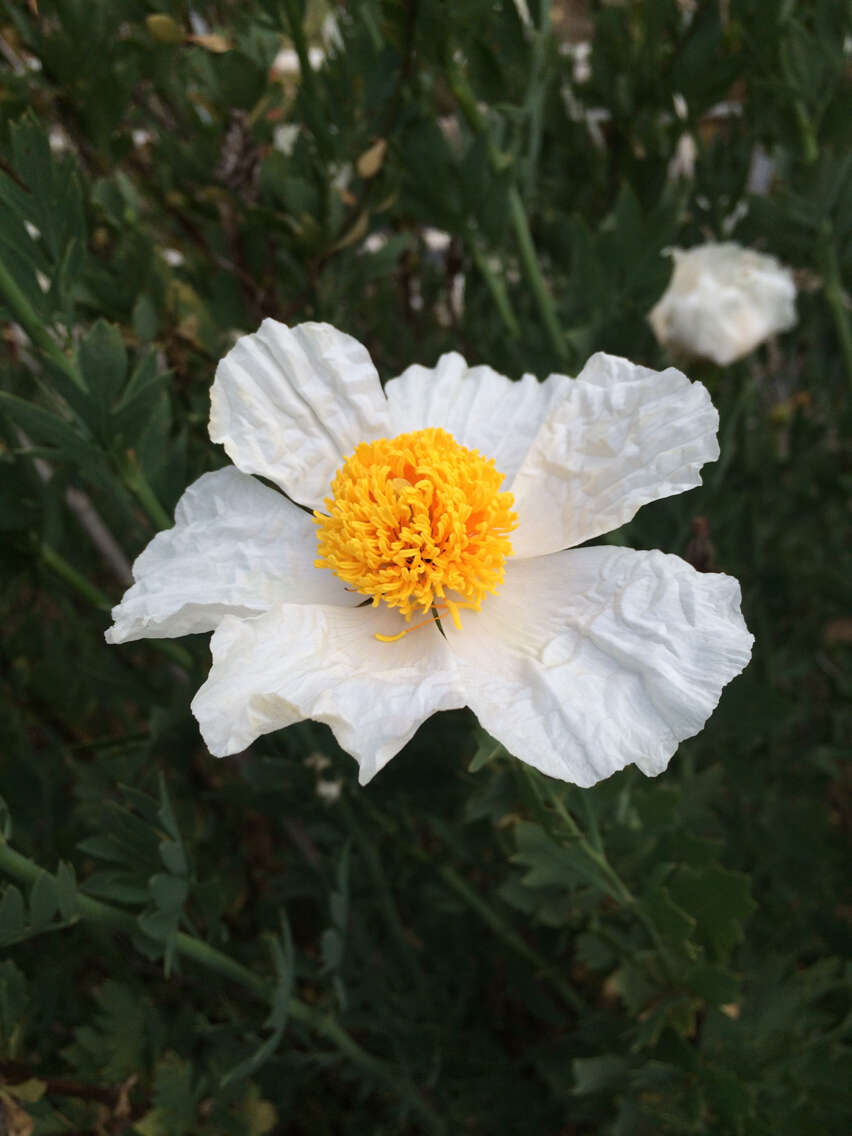 Image of Coulter's Matilija poppy