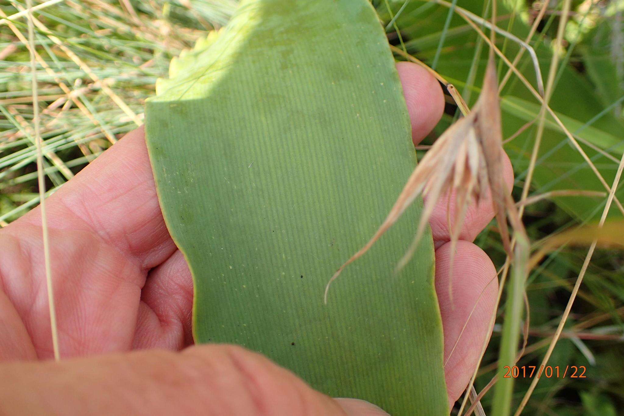 Слика од Brunsvigia undulata F. M. Leight.