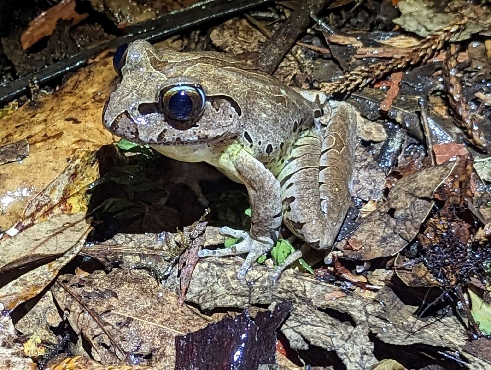 Image of Fleay’s Barred-frog