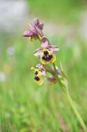 Image of Ophrys tenthredinifera subsp. ficalhoana (J. A. Guim.) M. R. Lowe & D. Tyteca