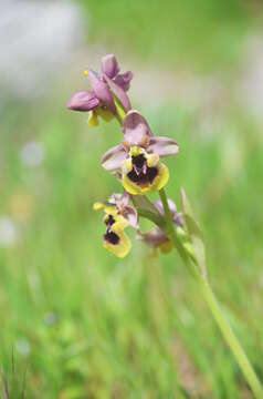 Image of Ophrys tenthredinifera subsp. ficalhoana (J. A. Guim.) M. R. Lowe & D. Tyteca