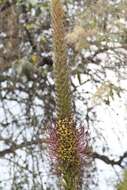 Image of Agave warelliana De Smet ex T. Moore & Mast.