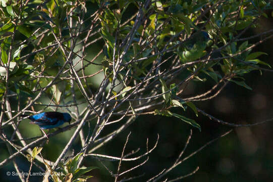 Image of Blue Dacnis