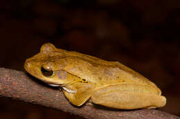 Image of Sri Lanka whipping frog