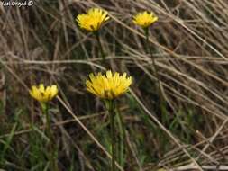 Leontodon tuberosus L. resmi