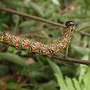 Image of Phalerodonta manleyi Leech 1888