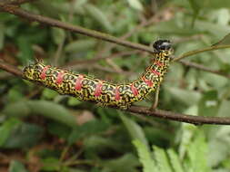 Image of Phalerodonta manleyi Leech 1888