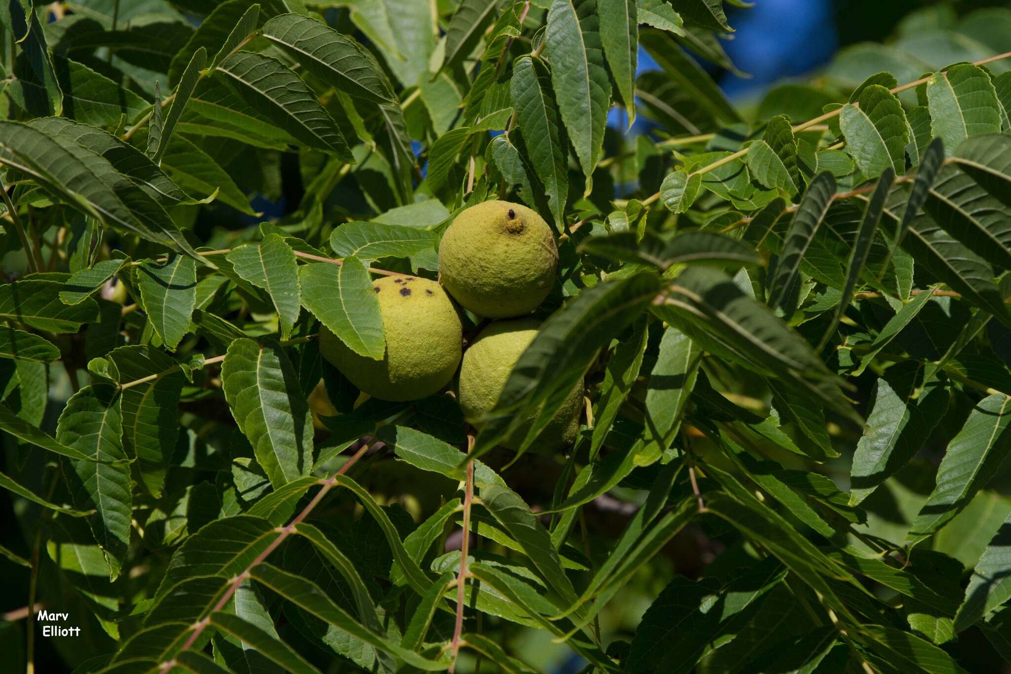 Image of black walnut