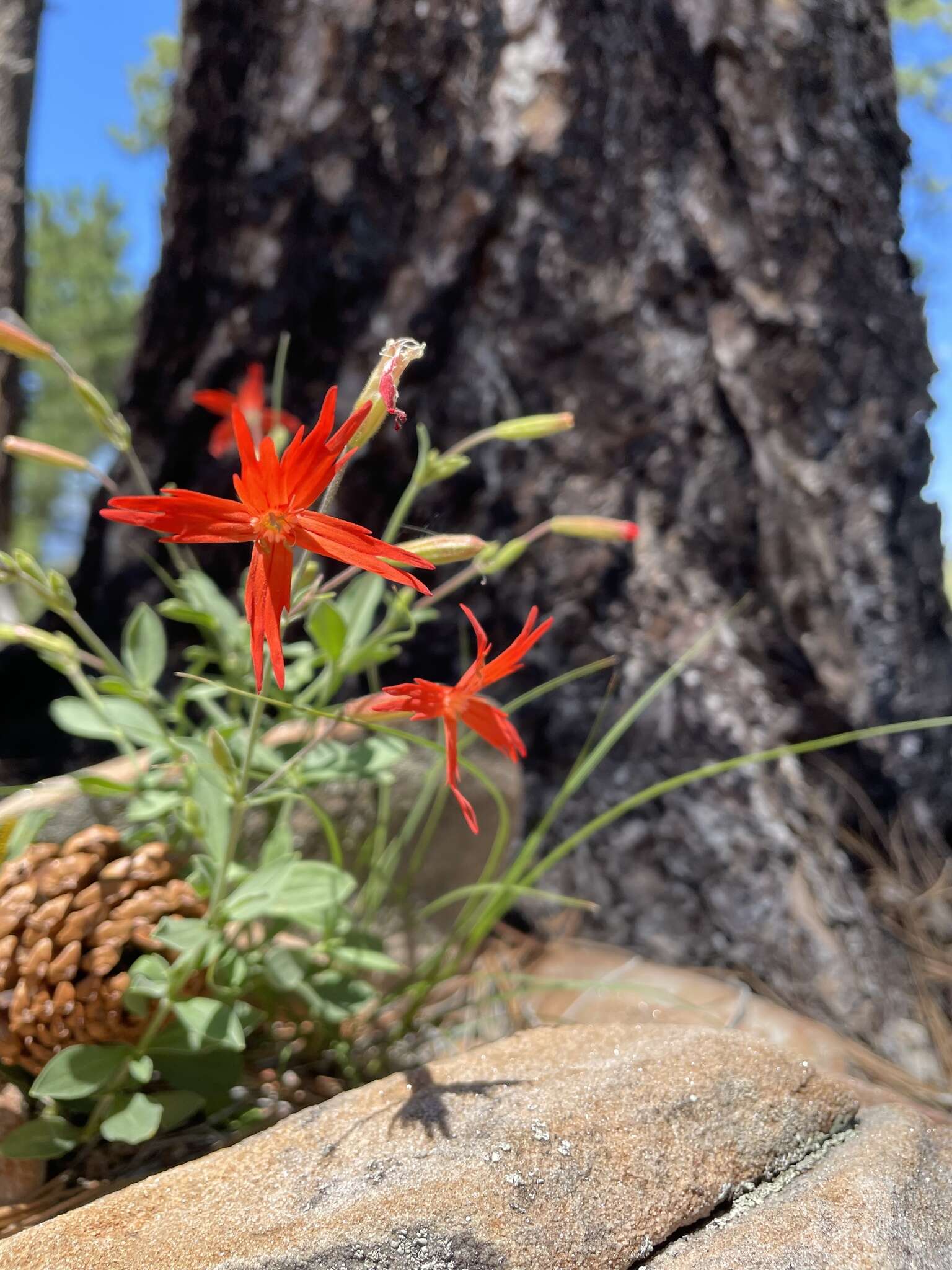 Image de Silene laciniata subsp. greggii (Gray) C. L. Hitchc. & Maguire