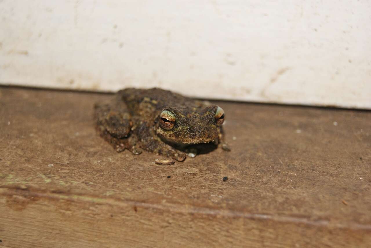 Image of Green-eyed treefrog