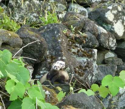 Image of domestic ferret