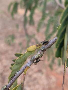 صورة Aetalion reticulatum (Linnaeus 1758)