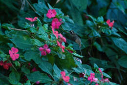 Image of Scale-throated Hermit