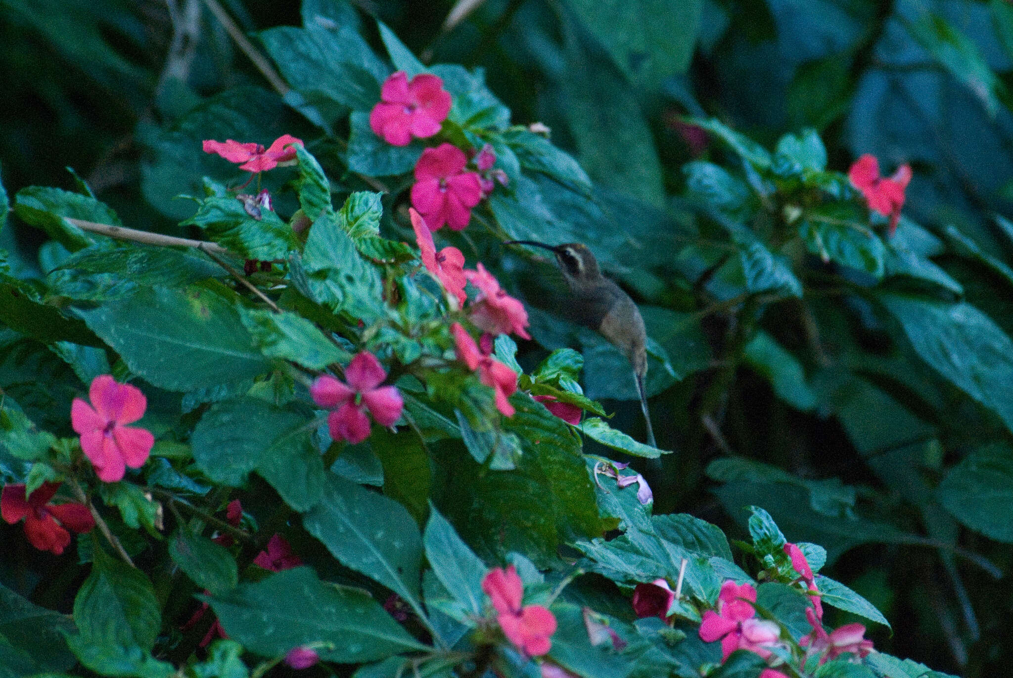 Image of Scale-throated Hermit