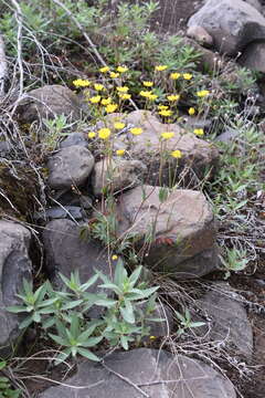 Image of stipulated cinquefoil