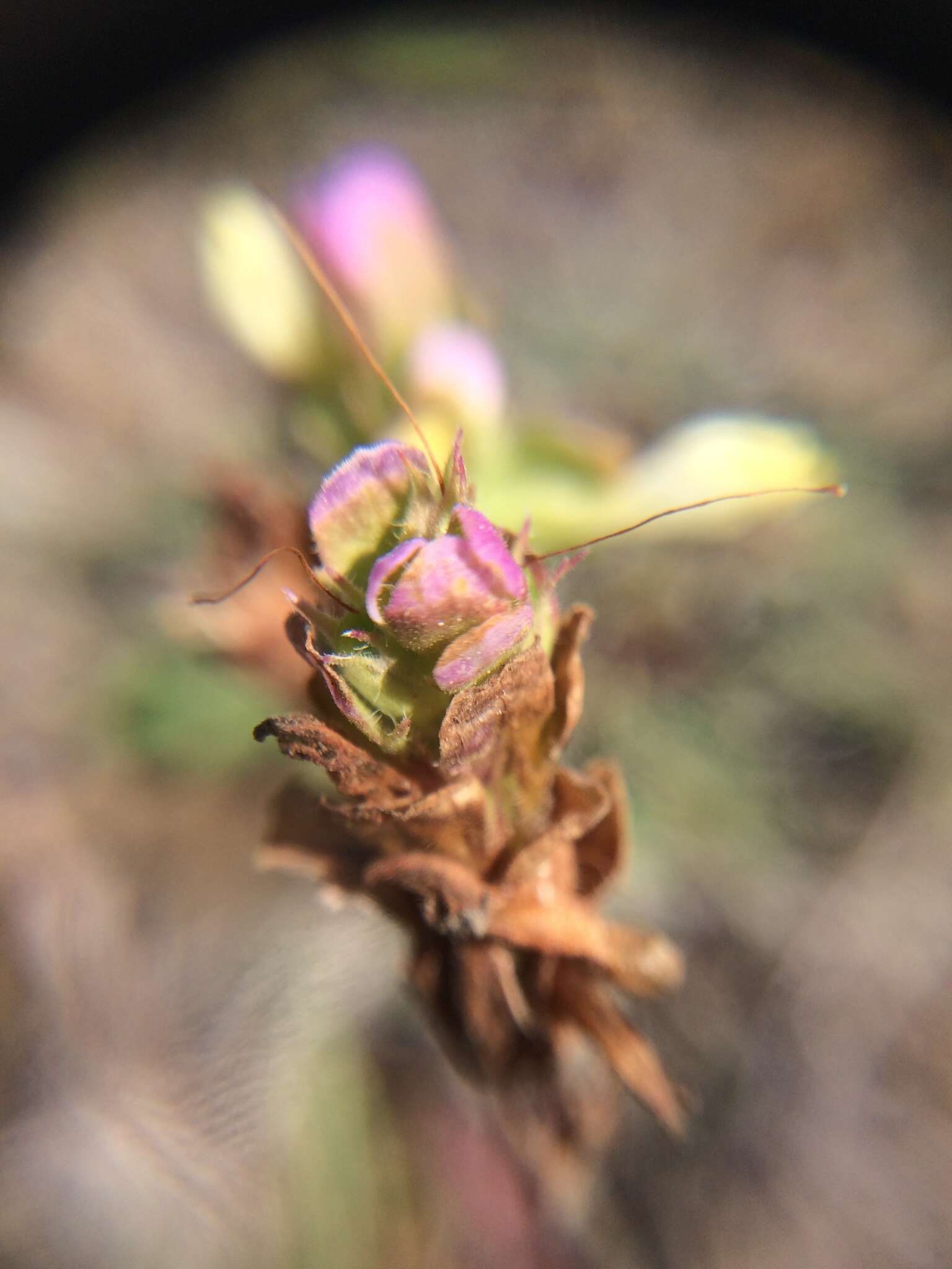 Image of thinleaved owl's-clover