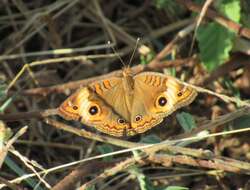 Image of <i>Junonia zonalis</i>