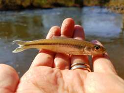 Image of Spottail Shiner